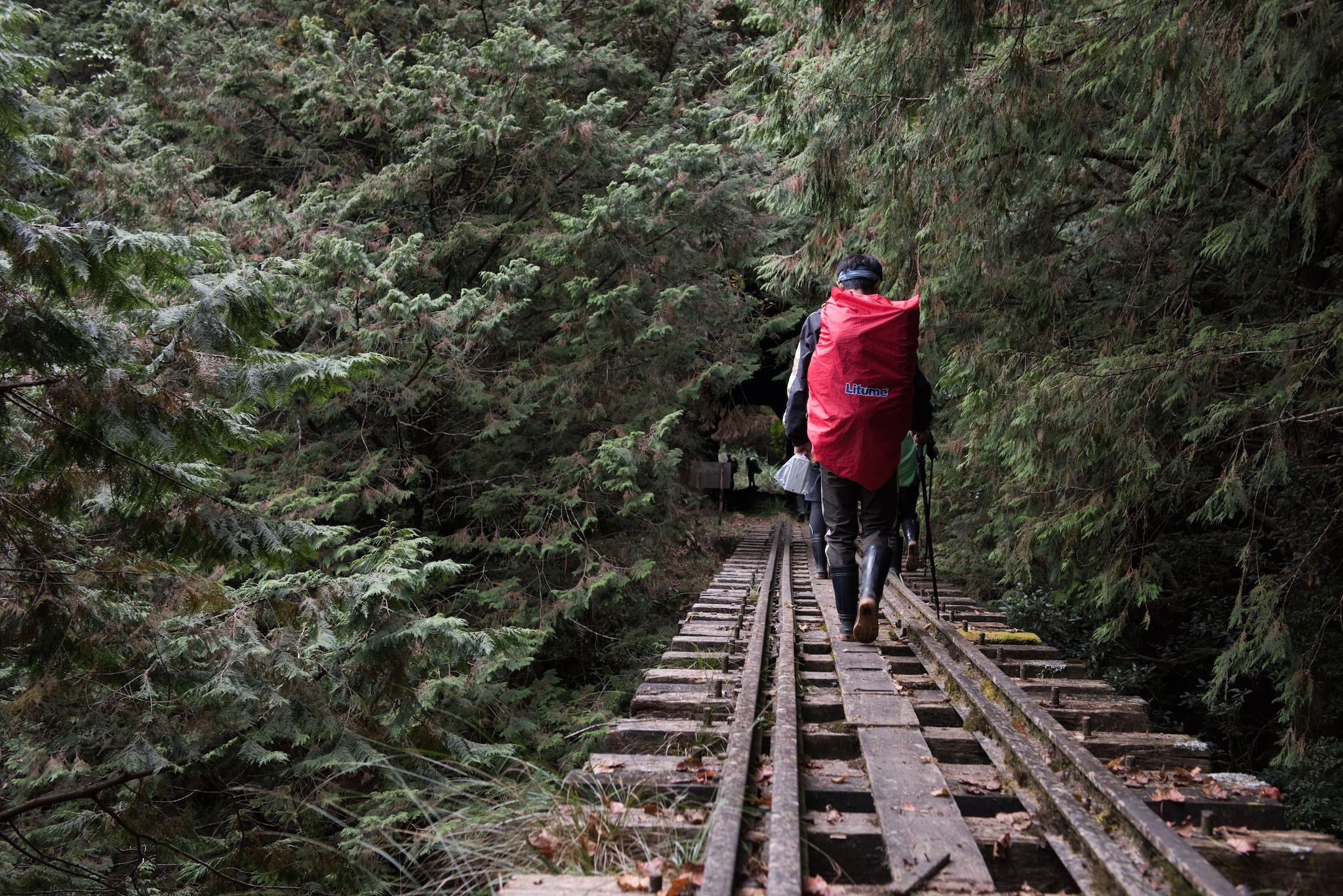 Lush greenery along the abandoned Mianyue Line of the Alishan Railway (2017). 
Nikon D810, 42mm, F5.6, 1/125s